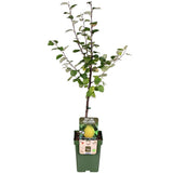 Cydonia oblonga 'Leskovacks' - Ø23cm - ↕120cm