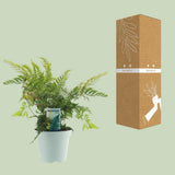 Dryopteris erythrosora - Ø17cm - ↕40cm