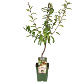 Mespilus Germanica 'Westerfield' - Ø23cm - ↕120cm