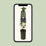 STANSIFLORA 'Snow Queen' PBR +3.0 Étiquette - Ø17cm - ↕75cm