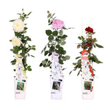 3x - Rosa Mix - ↨65cm - Ø15