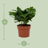 Plante Coffea Arabica en pot 12 cm