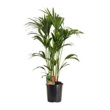 Howea Forstesteriana - Ø24cm - ↕120cm