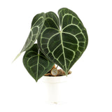 Anthurium Clarinvium - Ø12cm - ↕30cm