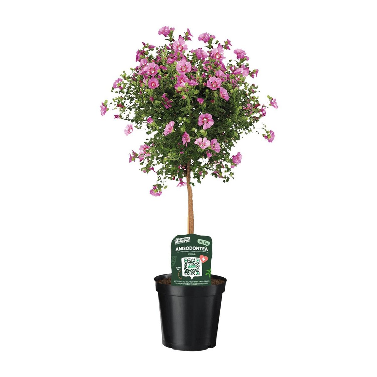 Anisodontea elegans - Ø19cm - ↕75cm
