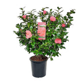 Camellia ret. 'Mary Williams' - Ø24cm - ↕70cm