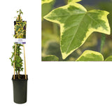 Hedera H. 'Goldchild' Ø17cm - ↕75cm