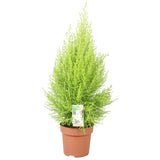 Cupressus Goldcrest Wilma en pot Ø17 cm vert