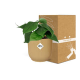 Philodendron grimpant jaune 14 cm
