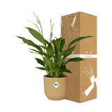 Spathiphyllum en pot 14 cm elho jaune