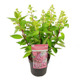 Pot de fleur hortensia prim blanc 19 cm