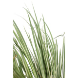 ACORUS GRAMINUS 'Argenteostriatus' - Ø14cm - ↕30cm