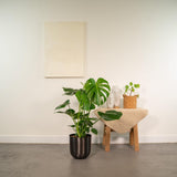 Monstera Delico- ↨80cm - Ø21cm + Pot Mayk Lead