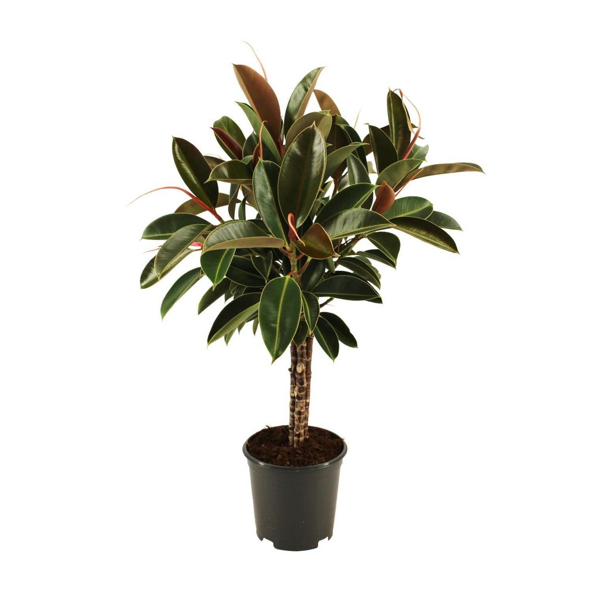 Ficus elastica Melany Stam dans un pot de 21 cm, feuillage luxuriant