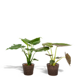 Lot de 2 plantes Alocasia vertes