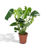 Monstera Deliciosa - Ø19cm - ↕60cm