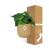 Philodendron grimpant jaune 14 cm