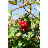 Lonicera periclymenum 'tardif', plante grimpante avec fleurs roses et jaunes