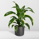 Dracaena Fragrans Vert Jaune - Dragonnier - Ø17cm - ↕40cm