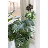 Plante Monstera J-Line en pot vert, décoration élégante pour intérieur.
