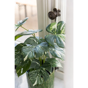Plante Monstera J-Line en pot vert, décoration élégante pour intérieur.