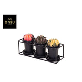 Trio de cactus dans cadre décoratif