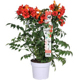 Campsis Summer Jazz Fire Trumpette - Ø19cm - ↕70cm - Ø19 - ↨70cm