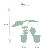 Alocasia Wentii plante verte en pot doré
