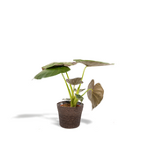 Plante artificielle Alocasia Wentii Ø19 cm 65 cm