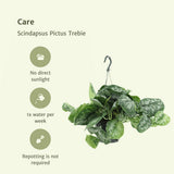 2x scindapsus image Trebie - Epipremnum - 25cm - Ø15