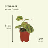 2x Maranta Fascinator - Pijlwortel - 20cm - Ø12