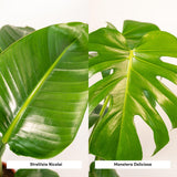 Duo de plantes Strelitzia Nicolai et Monstera Deliciosa