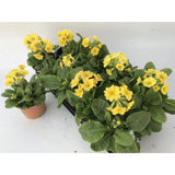Primula Lemon officinalis lookandtaste - Ø11cm - ↕18cm