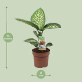Plante dieffenbachia Tropic Snow Ø17 cm