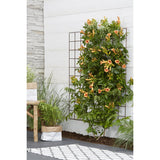 Plante grimpante Campsis orange