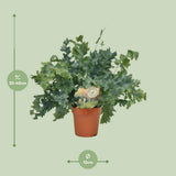 Plante artificielle Phlebodium Davana diamètre 12 cm hauteur 35 cm