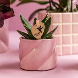 Coffret plantes Saint-Valentin avec orchidée rose et succulente