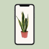 Plante artificielle Sansevieria Superba noire Ø14 cm