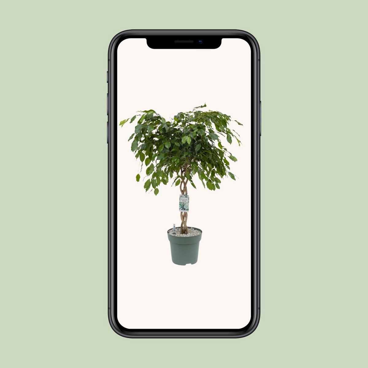 Ficus Adora - Plante en pot décoratif