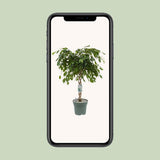 Ficus Adora - Plante en pot décoratif