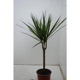 Dracaena Marginata - Ø17cm - ↕60cm