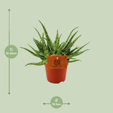 Aloe spider Ø10,5 cm ↕15 cm