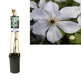 Clematis 'Forever Friends' PBR + Light Label - Ø17cm - ↕75cm