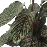 2x Calathea Ornatata - Pauwenplant - 50cm - Ø14
