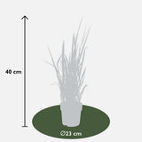 Plante Imperata cylindrica rouge - Ø19 cm - 40 cm