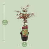 Acer Palm. 'Garnet' - Ø19cm - ↕40cm