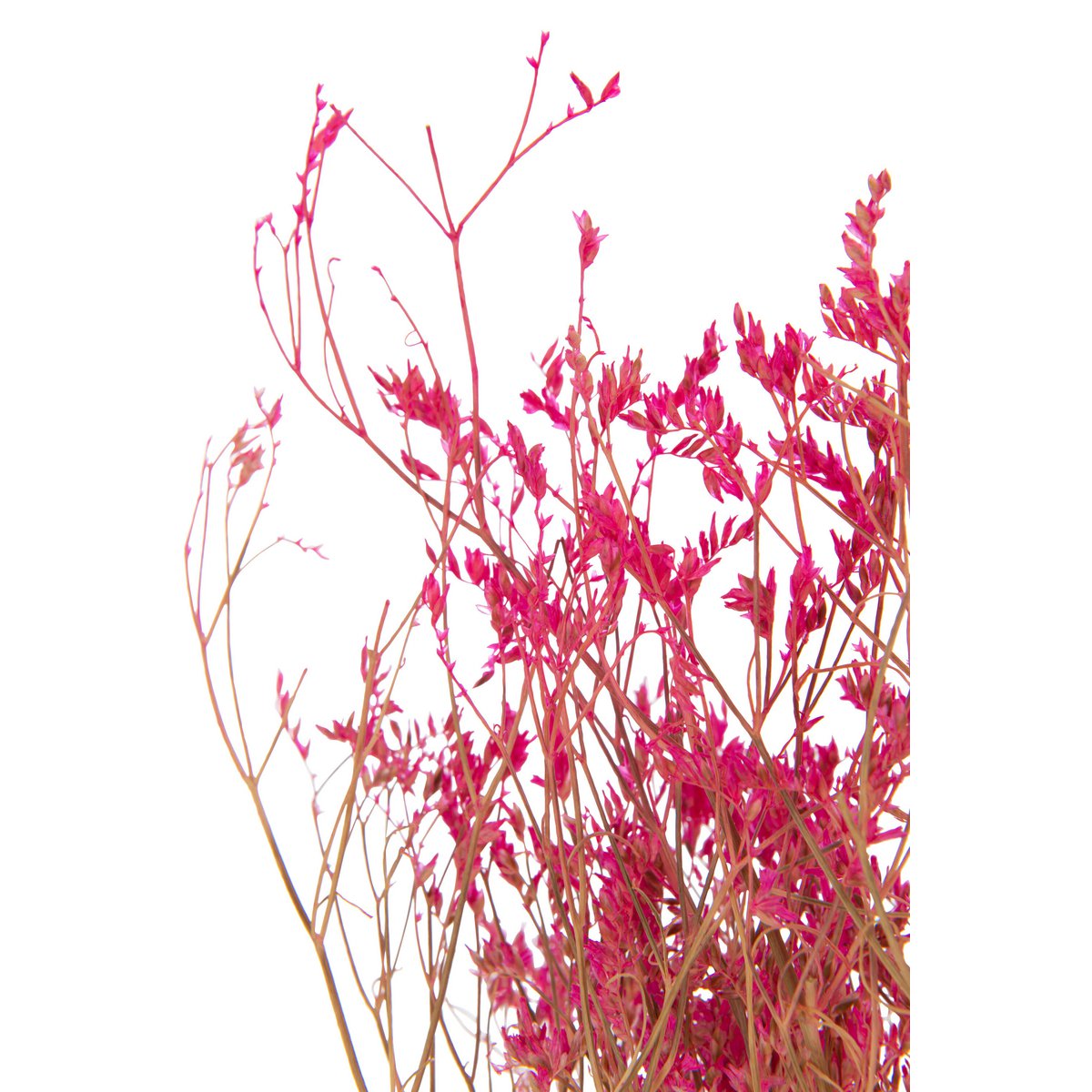 Détail du bouquet de gypsophilie fuchsia J-Line en gros plan