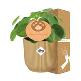 Plante artificielle Pilea peperomioides 12 cm