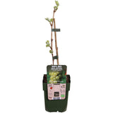 Vitis Vinifera 'Johannes' - Witte Druif - Ø13cm - ↕45cm