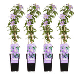 4x - Clematis juste - ↨65cm - Ø15